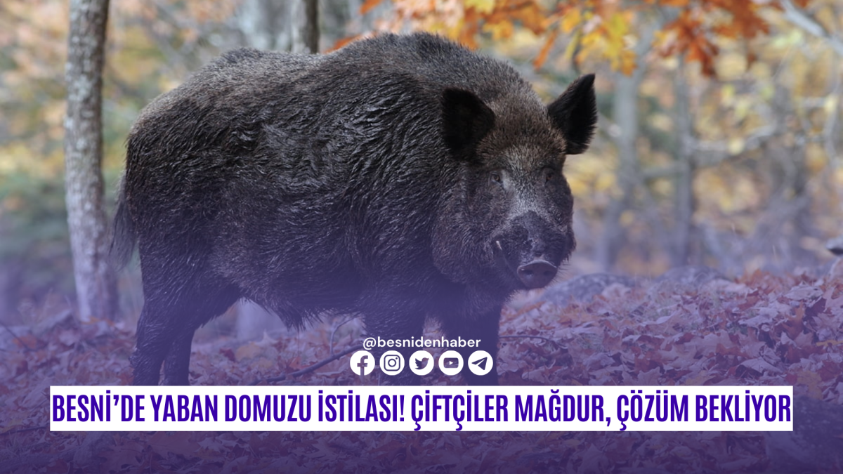 Besni’de Yaban Domuzu İstilası! Çiftçiler Mağdur, Çözüm Bekliyor