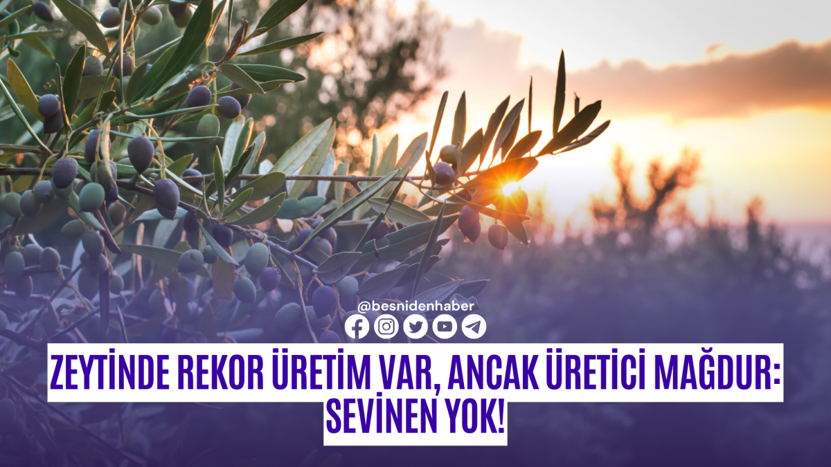 Zeytinde Rekor Üretim Var, Ancak Üretici Mağdur: Sevinen Yok!